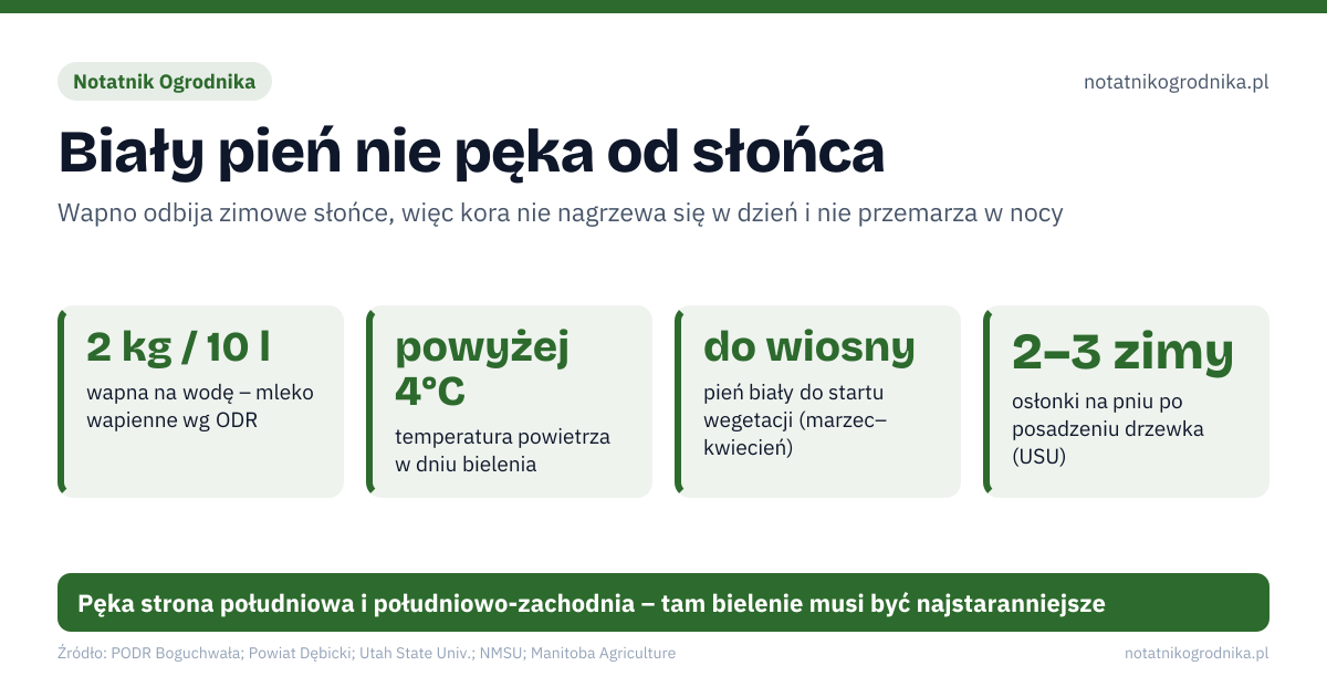 Biały pień nie pęka od słońca. 2 kg / 10 l – wapna na wodę – mleko wapienne wg ODR; powyżej 4°C – temperatura powietrza w dniu bielenia; do wiosny – pień biały do startu wegetacji (marzec–kwiecień); 2–3 zimy – osłonki na pniu po posadzeniu drzewka (USU). Źle: bielenie dopiero w kwietniu, malowanie świeżych ran i pęknięć, ciemna lub przezroczysta folia na pniu, osłonka zostawiona na pniu przez całe lato. Dobrze: pierwsze bielenie w listopadzie–grudniu, odnowienie bieli po deszczu i śniegu, pień i nasady najniższych konarów, jasna, luźna osłonka zdjęta wiosną. Pęka strona południowa i południowo-zachodnia – tam bielenie musi być najstaranniejsze