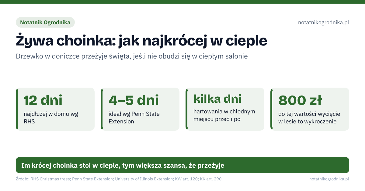 Żywa choinka: jak najkrócej w cieple. 12 dni – najdłużej w domu wg RHS; 4–5 dni – ideał wg Penn State Extension; kilka dni – hartowania w chłodnym miejscu przed i po; 800 zł – do tej wartości wycięcie w lesie to wykroczenie. Źle: drzewko wykopane z gruntu i wciśnięte w doniczkę, choinka przy kaloryferze lub kominku, wyniesienie z ciepłego pokoju prosto na mróz, przesuszona bryła korzeniowa. Dobrze: drzewko uprawiane w pojemniku od początku, chłodny pokój, wniesienie tuż przed świętami, kilka dni w nieogrzewanym garażu lub na werandzie, doniczka okryta na zimę, sadzenie, gdy ziemia nie jest zmarznięta. Im krócej choinka stoi w cieple, tym większa szansa, że przeżyje