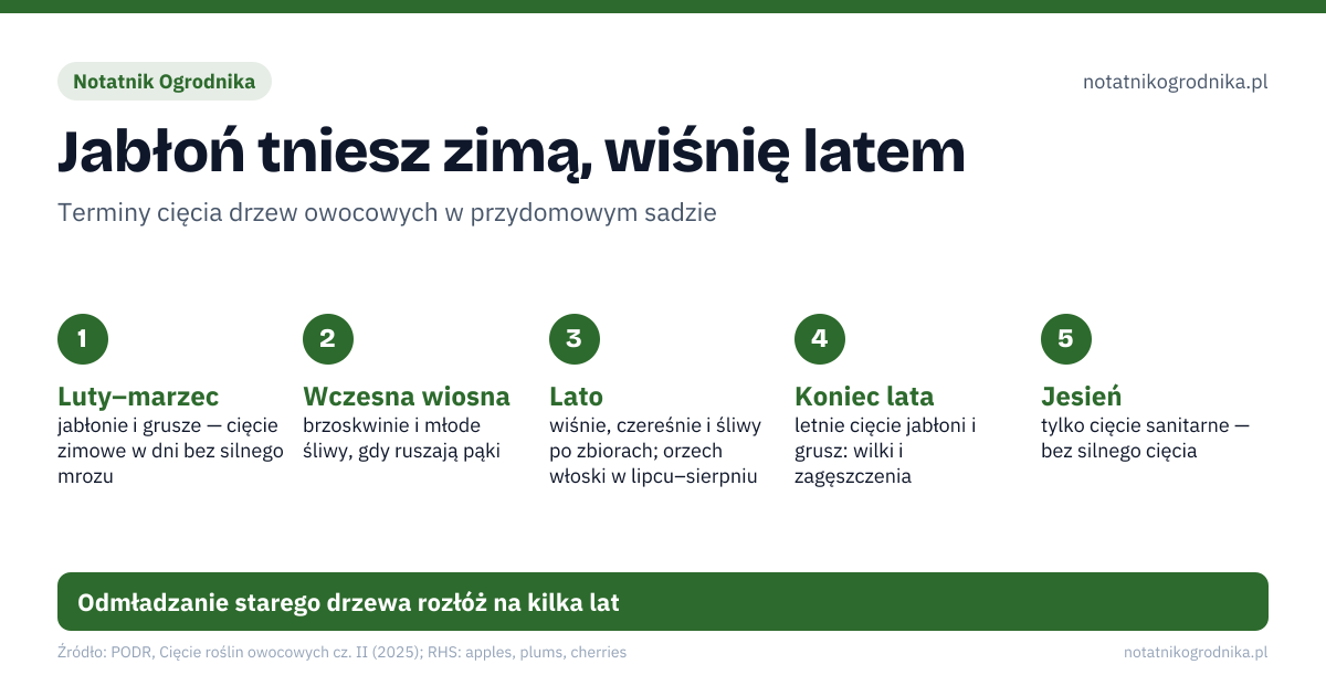 Jabłoń tniesz zimą, wiśnię latem. Luty–marzec: jabłonie i grusze — cięcie zimowe w dni bez silnego mrozu; Wczesna wiosna: brzoskwinie i młode śliwy, gdy ruszają pąki; Lato: wiśnie, czereśnie i śliwy po zbiorach; orzech włoski w lipcu–sierpniu; Koniec lata: letnie cięcie jabłoni i grusz: wilki i zagęszczenia; Jesień: tylko cięcie sanitarne — bez silnego cięcia. Odmładzanie starego drzewa rozłóż na kilka lat
