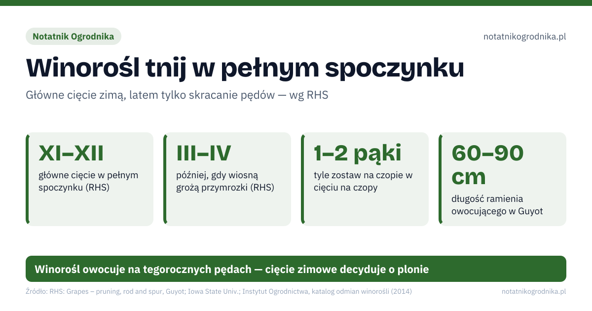 Winorośl tnij w pełnym spoczynku. XI–XII – główne cięcie w pełnym spoczynku (RHS); III–IV – później, gdy wiosną grożą przymrozki (RHS); 1–2 pąki – tyle zostaw na czopie w cięciu na czopy; 60–90 cm – długość ramienia owocującego w Guyot. Źle: cięcie w styczniu i później bez powodu — rany „płaczą” sokiem, zostawianie gron na krzewie w 1. i 2. roku po posadzeniu, cięcie starego drewna bez zapasowego młodego pędu, letnie zostawianie wszystkich pędów i gron. Dobrze: grube cięcia w starym drewnie w pełnym spoczynku, 1 pęd na czop, skrócony 2 liście za kwiatostanem, w Guyot co roku nowe ramię z pędu przy pniu, odmiany sprawdzone w polskim klimacie. Winorośl owocuje na tegorocznych pędach — cięcie zimowe decyduje o plonie