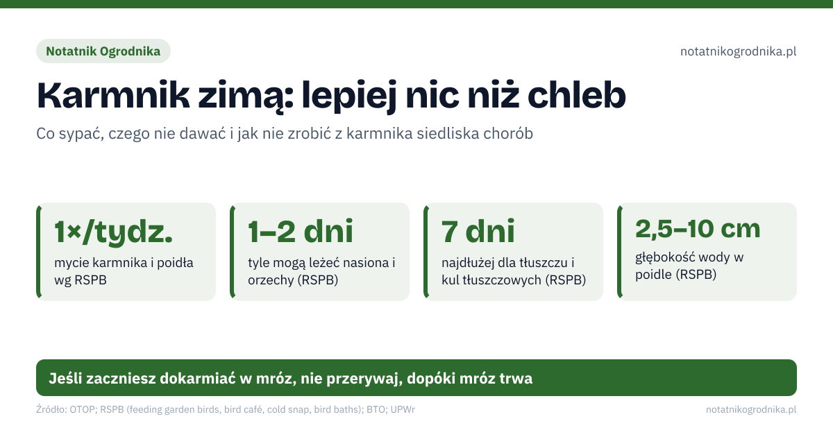 Karmnik zimą: lepiej nic niż chleb. 1×/tydz. – mycie karmnika i poidła wg RSPB; 1–2 dni – tyle mogą leżeć nasiona i orzechy (RSPB); 7 dni – najdłużej dla tłuszczu i kul tłuszczowych (RSPB); 2,5–10 cm – głębokość wody w poidle (RSPB). Źle: chleb, zwłaszcza dla kaczek i łabędzi, solone orzechy, słonina solona, resztki z obiadu, kule tłuszczowe w siatkach z tworzywa, sól lub gliceryna w poidle, żeby woda nie zamarzła. Dobrze: słonecznik, niesolone orzechy w sztywnym podajniku, niesolony tłuszcz w koszyczku lub wiszącym karmniku, karmnik wysoko, kilka metrów od gęstych krzewów, ciepła woda zamiast chemii na lód. Jeśli zaczniesz dokarmiać w mróz, nie przerywaj, dopóki mróz trwa