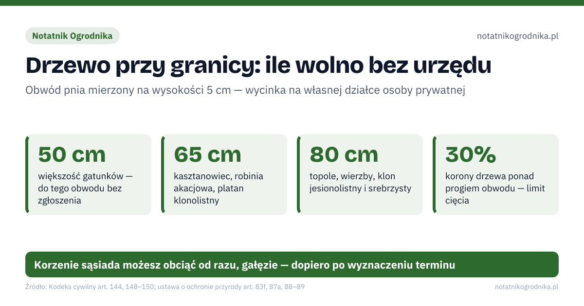 Drzewo przy granicy: ile wolno bez urzędu. 50 cm – większość gatunków — do tego obwodu bez zgłoszenia; 65 cm – kasztanowiec, robinia akacjowa, platan klonolistny; 80 cm – topole, wierzby, klon jesionolistny i srebrzysty; 30% – korony drzewa ponad progiem obwodu — limit cięcia. Korzenie sąsiada możesz obciąć od razu, gałęzie — dopiero po wyznaczeniu terminu