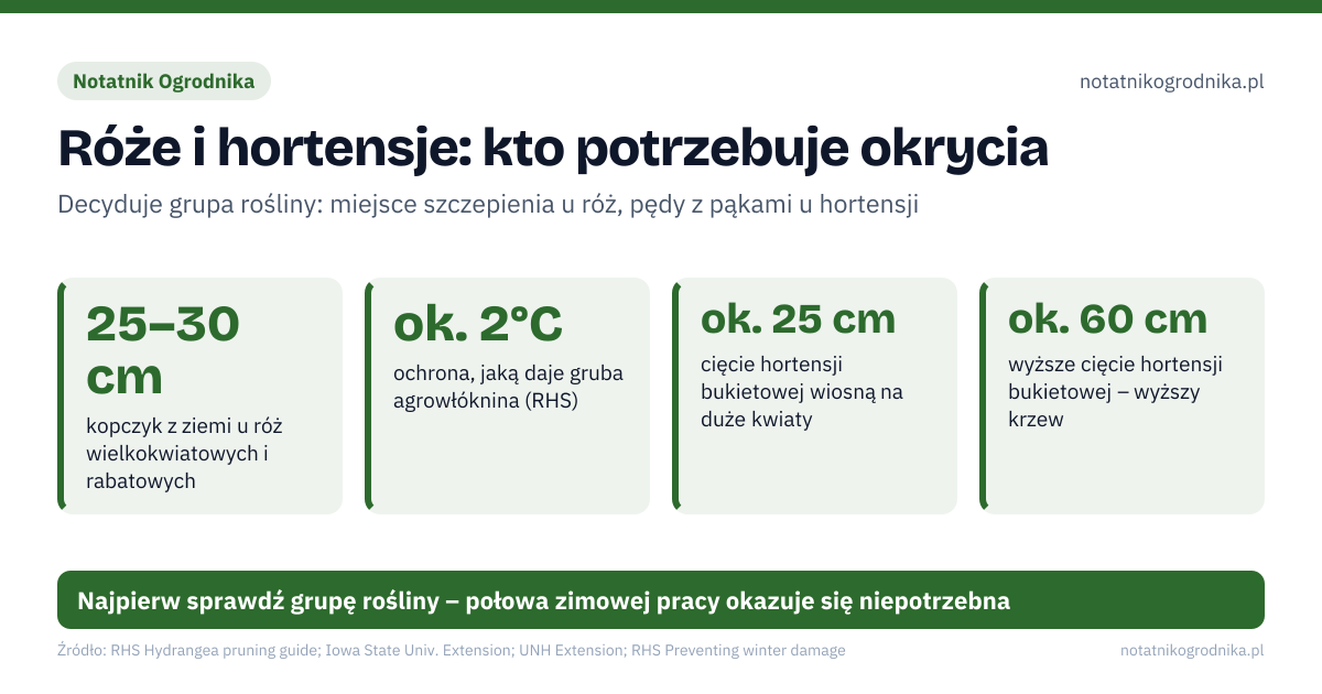Róże i hortensje: kto potrzebuje okrycia. 25–30 cm – kopczyk z ziemi u róż wielkokwiatowych i rabatowych; ok. 2°C – ochrona, jaką daje gruba agrowłóknina (RHS); ok. 25 cm – cięcie hortensji bukietowej wiosną na duże kwiaty; ok. 60 cm – wyższe cięcie hortensji bukietowej – wyższy krzew. Źle: przycinanie hortensji ogrodowej jesienią – znikają pąki kwiatowe, kopczyk usypany w październiku przy kilkunastu stopniach, folia lub styropianowy kaptur na róży – przegrzanie i gnicie, ziemia na kopczyk zgarnięta spod krzewu – odsłania korzenie. Dobrze: kopczyk po pierwszych przymrozkach, z ziemi dowiezionej z grządki, zaschnięte kwiatostany hortensji ogrodowej zostawione na zimę, róża pienna owinięta w koronie agrowłókniną lub jutą, hortensja bukietowa bez okrycia, cięta wczesną wiosną. Najpierw sprawdź grupę rośliny – połowa zimowej pracy okazuje się niepotrzebna