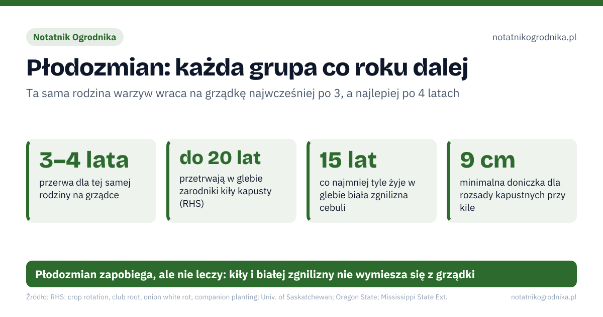 Płodozmian: każda grupa co roku dalej. 3–4 lata – przerwa dla tej samej rodziny na grządce; do 20 lat – przetrwają w glebie zarodniki kiły kapusty (RHS); 15 lat – co najmniej tyle żyje w glebie biała zgnilizna cebuli; 9 cm – minimalna doniczka dla rozsady kapustnych przy kile. Źle: kapusta co roku na tej samej, najlepszej grządce, ziemniaki i pomidory na zmianę w jednym miejscu, wyrywanie z korzeniami grochu i fasoli po zbiorze, przenoszenie ziemi z grządki z kiłą na butach i narzędziach. Dobrze: warzywnik podzielony na 3–4 równe części plus kwatera wieloletnich, kapustne po strączkowych, cebulowych i korzeniowych, korzenie strączkowych zostawione w glebie, plan zmianowania zapisany zimą, przy zamawianiu nasion. Płodozmian zapobiega, ale nie leczy: kiły i białej zgnilizny nie wymiesza się z grządki