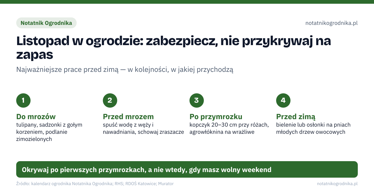 Listopad w ogrodzie: zabezpiecz, nie przykrywaj na zapas. Do mrozów: tulipany, sadzonki z gołym korzeniem, podlanie zimozielonych; Przed mrozem: spuść wodę z węży i nawadniania, schowaj zraszacze; Po przymrozku: kopczyk 20–30 cm przy różach, agrowłóknina na wrażliwe; Przed zimą: bielenie lub osłonki na pniach młodych drzew owocowych. Okrywaj po pierwszych przymrozkach, a nie wtedy, gdy masz wolny weekend