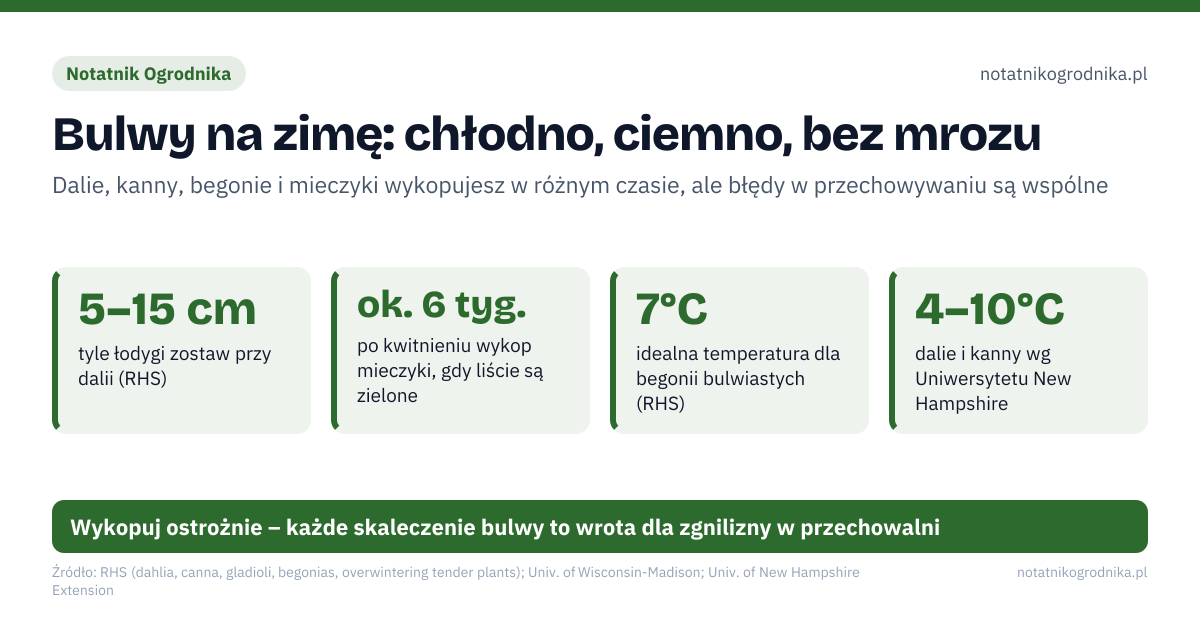 Bulwy na zimę: chłodno, ciemno, bez mrozu. 5–15 cm – tyle łodygi zostaw przy dalii (RHS); ok. 6 tyg. – po kwitnieniu wykop mieczyki, gdy liście są zielone; 7°C – idealna temperatura dla begonii bulwiastych (RHS); 4–10°C – dalie i kanny wg Uniwersytetu New Hampshire. przymrozek: liście dalii i kanny czernieją – czas wykopać bulwy i kłącza; kilka tygodni: suszenie: dalie łodygami w dół, mieczyki w ciepłym i przewiewnym; co miesiąc: kontrola: gnijące usuń, pomarszczone lekko zwilż; luty–kwiecień: pobudzanie w domu: dalie od lutego, kanny i begonie w marcu–kwietniu; koniec maja: zwykle wtedy sadzenie do gruntu – gdy minie ryzyko przymrozków. Wykopuj ostrożnie – każde skaleczenie bulwy to wrota dla zgnilizny w przechowalni