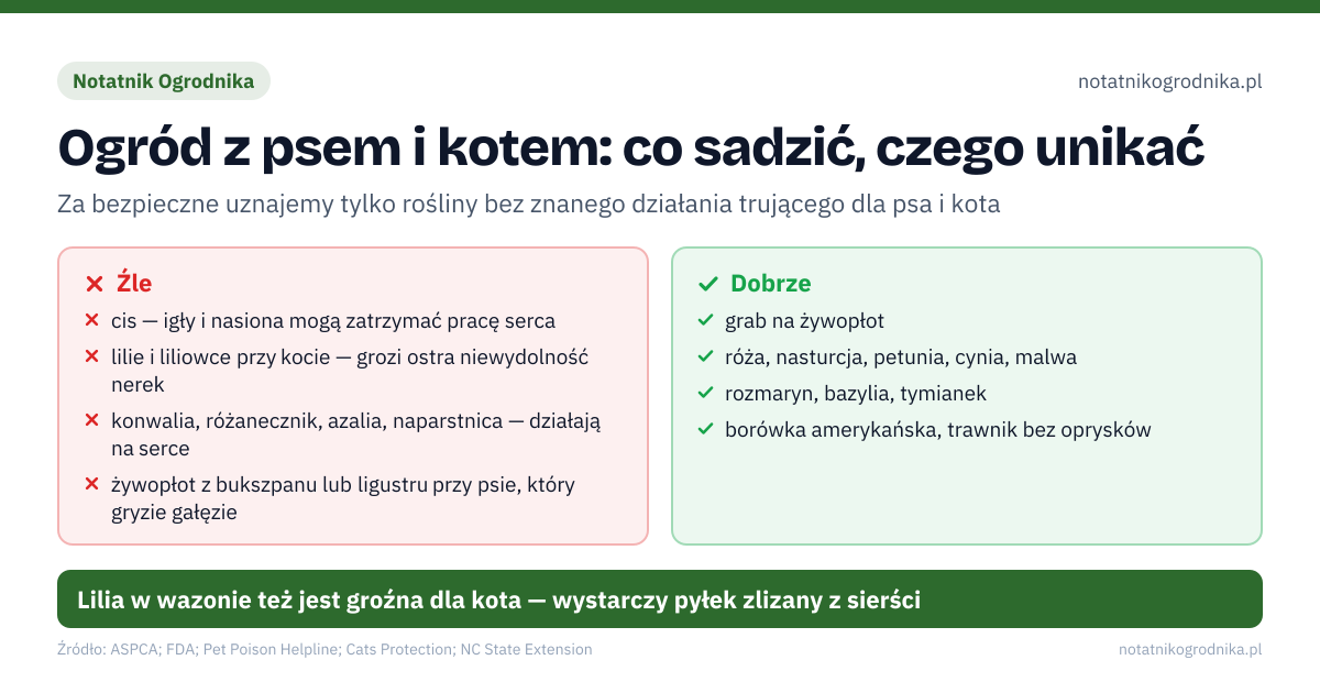 Ogród z psem i kotem: co sadzić, czego unikać. Źle: cis — igły i nasiona mogą zatrzymać pracę serca, lilie i liliowce przy kocie — grozi ostra niewydolność nerek, konwalia, różanecznik, azalia, naparstnica — działają na serce, żywopłot z bukszpanu lub ligustru przy psie, który gryzie gałęzie. Dobrze: grab na żywopłot, róża, nasturcja, petunia, cynia, malwa, rozmaryn, bazylia, tymianek, borówka amerykańska, trawnik bez oprysków. Lilia w wazonie też jest groźna dla kota — wystarczy pyłek zlizany z sierści
