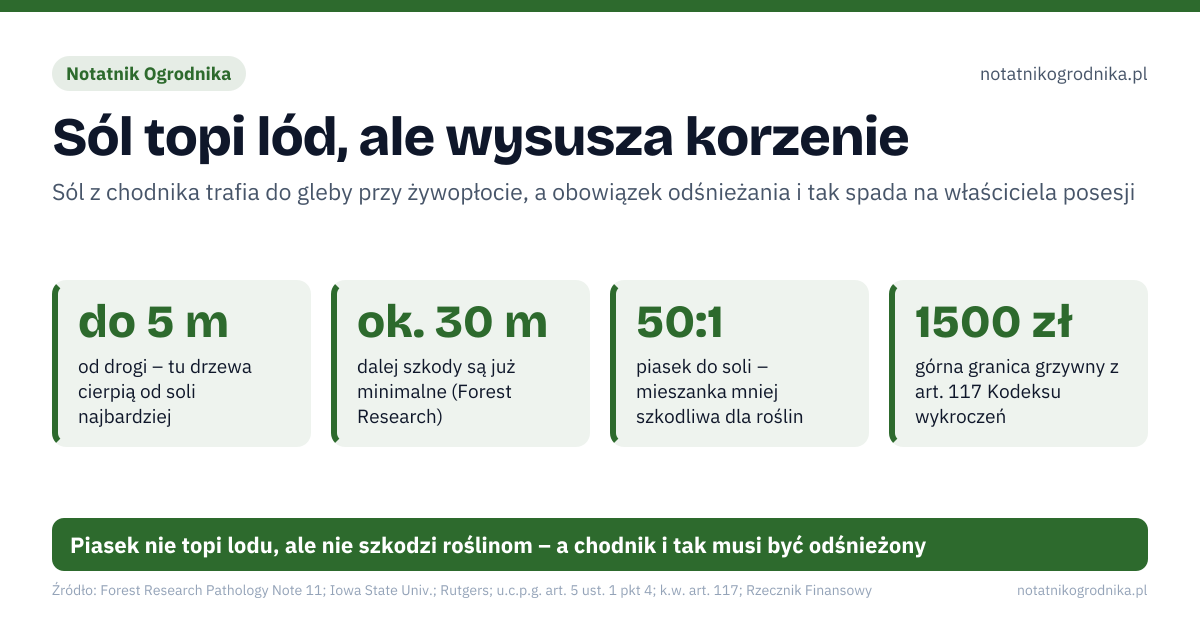 Sól topi lód, ale wysusza korzenie. do 5 m – od drogi – tu drzewa cierpią od soli najbardziej; ok. 30 m – dalej szkody są już minimalne (Forest Research); 50:1 – piasek do soli – mieszanka mniej szkodliwa dla roślin; 1500 zł – górna granica grzywny z art. 117 Kodeksu wykroczeń. Źle: zasolony śnieg z chodnika zgarnięty na żywopłot i rabatę, sól sypana na gruby śnieg zamiast po odgarnięciu, sól sypana „na zapas” w każdy mroźny dzień, zgarnianie śniegu z chodnika na jezdnię. Dobrze: najpierw łopata, potem piasek albo grys, sól tylko na lód i w małej ilości, z dala od roślin, śnieg z chodnika na trawnik z dala od drzew i krzewów, obfite podlanie miejsc zasolonych zaraz po odmarznięciu gleby. Piasek nie topi lodu, ale nie szkodzi roślinom – a chodnik i tak musi być odśnieżony