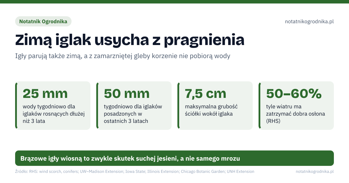 Zimą iglak usycha z pragnienia. 25 mm – wody tygodniowo dla iglaków rosnących dłużej niż 3 lata; 50 mm – tygodniowo dla iglaków posadzonych w ostatnich 3 latach; 7,5 cm – maksymalna grubość ściółki wokół iglaka; 50–60% – tyle wiatru ma zatrzymać dobra osłona (RHS). Źle: suchy iglak wchodzący w zimę po suchej jesieni, jesienne strzyżenie tui i innych iglaków, wiosenne cięcie brązowych pędów od razu po zimie, ściółka usypana pod sam pień. Dobrze: obfite podlewanie w suche dni aż do zamarznięcia gleby, ściółka 2,5–7,5 cm wokół korzeni, osłona z juty od strony słońca i wiatru, wiosną czekanie na nowe przyrosty przed cięciem. Brązowe igły wiosną to zwykle skutek suchej jesieni, a nie samego mrozu