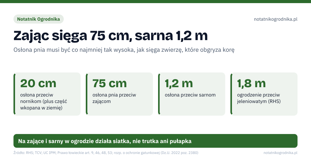 Zając sięga 75 cm, sarna 1,2 m. 20 cm – osłona przeciw nornikom (plus część wkopana w ziemię); 75 cm – osłona pnia przeciw zającom; 1,2 m – osłona przeciw sarnom; 1,8 m – ogrodzenie przeciw jeleniowatym (RHS). Źle: plastikowa spirala jako jedyna ochrona przed nornikami, gruba ściółka i wysoka trawa tuż przy pniu, wnyki, pułapki i trucizny na zające albo sarny, trutka bez pozwolenia albo użyta wbrew etykiecie. Dobrze: siatka metalowa wokół pnia, wkopana w ziemię, wolny od trawy krąg wokół drzewka, osłony założone jesienią, sprawdzane po śniegu, szczelne ogrodzenie dopięte do ziemi. Na zające i sarny w ogrodzie działa siatka, nie trutka ani pułapka