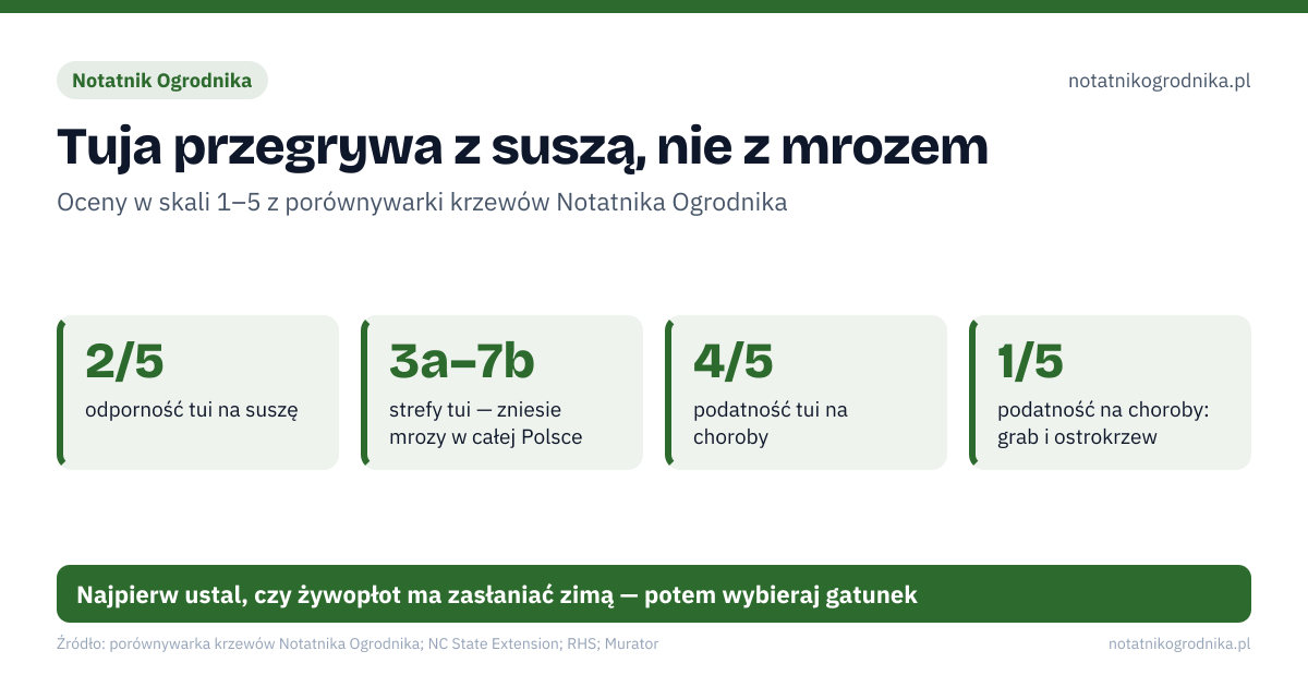 Tuja przegrywa z suszą, nie z mrozem. 2/5 – odporność tui na suszę; 3a–7b – strefy tui — zniesie mrozy w całej Polsce; 4/5 – podatność tui na choroby; 1/5 – podatność na choroby: grab i ostrokrzew. Źle: tuja na suchym, wietrznym stanowisku bez podlewania, cięcie tui do brązowego drewna — nie odrośnie, cis przy wybiegu psa — igły i nasiona są silnie trujące. Dobrze: grab: rodzimy, znosi suszę, rzadko choruje, laurowiśnia lub ostrokrzew w miejscu osłoniętym od wiatru, Fargesia kępowa — bambus bez rozłogów. Najpierw ustal, czy żywopłot ma zasłaniać zimą — potem wybieraj gatunek