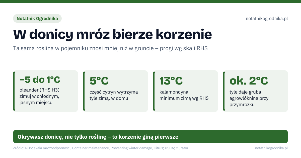 W donicy mróz bierze korzenie. −5 do 1°C – oleander (RHS H3) – zimuj w chłodnym, jasnym miejscu; 5°C – część cytryn wytrzyma tyle zimą, w domu; 13°C – kalamondyna – minimum zimą wg RHS; ok. 2°C – tyle daje gruba agrowłóknina przy przymrozku. Źle: donica na podstawce pełnej wody w mroźną noc, podlewanie przed zapowiadanym mrozem, cytrus w ciepłym, suchym salonie przy kaloryferze, szczelna folia na liściach – roślina się poci i gnije. Dobrze: donice zgrupowane przy ścianie domu, osłonięte od deszczu, pojemnik owinięty folią bąbelkową lub słomą, podlewanie zimozielonych tylko, gdy podłoże przeschnie, oleander i cytrusy wniesione przy pierwszych chłodnych nocach. Okrywasz donicę, nie tylko roślinę – to korzenie giną pierwsze