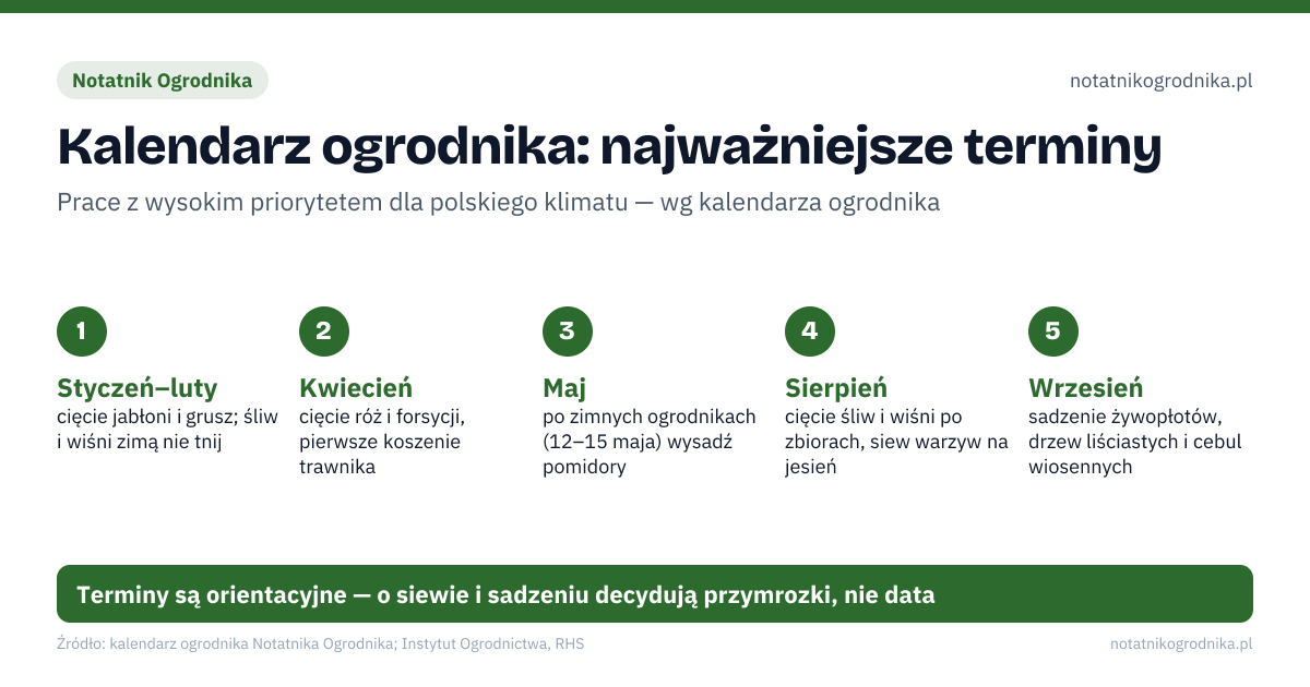 Kalendarz ogrodnika: najważniejsze terminy. Styczeń–luty: cięcie jabłoni i grusz; śliw i wiśni zimą nie tnij; Kwiecień: cięcie róż i forsycji, pierwsze koszenie trawnika; Maj: po zimnych ogrodnikach (12–15 maja) wysadź pomidory; Sierpień: cięcie śliw i wiśni po zbiorach, siew warzyw na jesień; Wrzesień: sadzenie żywopłotów, drzew liściastych i cebul wiosennych. Terminy są orientacyjne — o siewie i sadzeniu decydują przymrozki, nie data