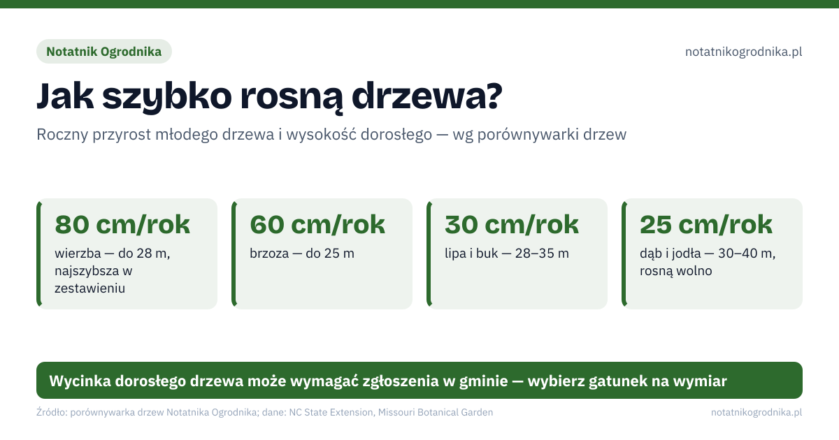Jak szybko rosną drzewa?. 80 cm/rok – wierzba — do 28 m, najszybsza w zestawieniu; 60 cm/rok – brzoza — do 25 m; 30 cm/rok – lipa i buk — 28–35 m; 25 cm/rok – dąb i jodła — 30–40 m, rosną wolno. Źle: duże drzewo tuż przy domu i fundamentach, drzewo nad przyłączami i rurami, gatunek dobrany do sadzonki, nie do dorosłego drzewa. Dobrze: sprawdź wysokość i koronę dorosłego drzewa, zostaw miejsce na korzenie, z dala od budynków, do małego ogrodu wybierz gatunek o wąskiej koronie. Wycinka dorosłego drzewa może wymagać zgłoszenia w gminie — wybierz gatunek na wymiar
