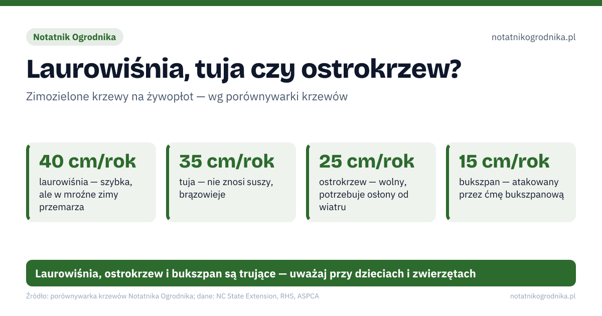 Laurowiśnia, tuja czy ostrokrzew?. 40 cm/rok – laurowiśnia — szybka, ale w mroźne zimy przemarza; 35 cm/rok – tuja — nie znosi suszy, brązowieje; 25 cm/rok – ostrokrzew — wolny, potrzebuje osłony od wiatru; 15 cm/rok – bukszpan — atakowany przez ćmę bukszpanową. Laurowiśnia, ostrokrzew i bukszpan są trujące — uważaj przy dzieciach i zwierzętach