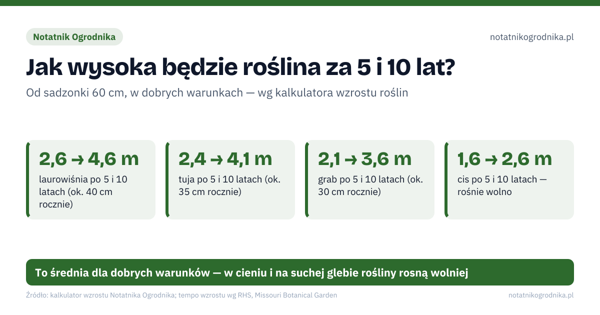 Jak wysoka będzie roślina za 5 i 10 lat?. 2,6 → 4,6 m – laurowiśnia po 5 i 10 latach (ok. 40 cm rocznie); 2,4 → 4,1 m – tuja po 5 i 10 latach (ok. 35 cm rocznie); 2,1 → 3,6 m – grab po 5 i 10 latach (ok. 30 cm rocznie); 1,6 → 2,6 m – cis po 5 i 10 latach — rośnie wolno; 3,6 → 6,6 m – brzoza po 5 i 10 latach — rośnie szybko; 1,1 → 1,6 m – bukszpan po 5 i 10 latach — najwolniej. To średnia dla dobrych warunków — w cieniu i na suchej glebie rośliny rosną wolniej