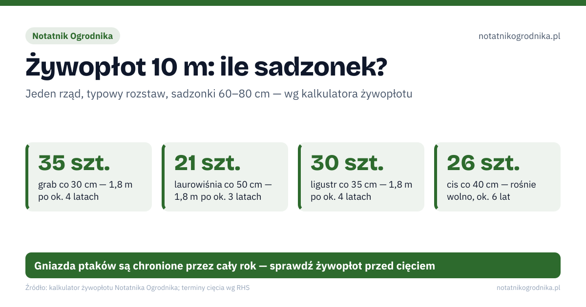 Żywopłot 10 m: ile sadzonek?. 35 szt. – grab co 30 cm — 1,8 m po ok. 4 latach; 21 szt. – laurowiśnia co 50 cm — 1,8 m po ok. 3 latach; 30 szt. – ligustr co 35 cm — 1,8 m po ok. 4 latach; 26 szt. – cis co 40 cm — rośnie wolno, ok. 6 lat. Luty–marzec: młody żywopłot liściasty: skróć pędy o ok. 1/3; Czerwiec: pierwsze cięcie — najpierw sprawdź, czy nie ma gniazd; Sierpień: drugie cięcie, potem już nie tnij przed zimą. Gniazda ptaków są chronione przez cały rok — sprawdź żywopłot przed cięciem